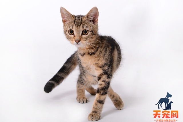 猫可以闻花露水吗