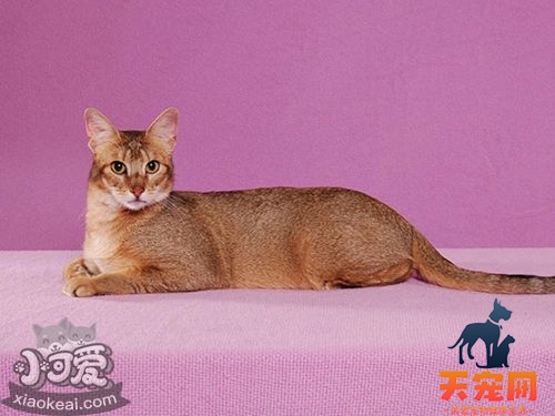 非洲狮子猫定点如厕怎么训练 非洲狮子猫如厕训练方法