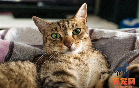 猫咪眼屎多褐色分泌物怎么回事