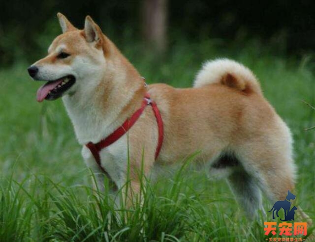 秋田犬价格一般多少钱