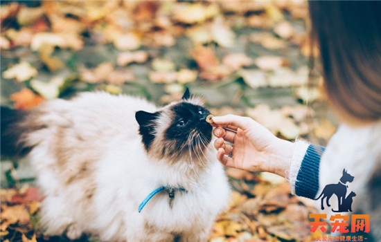 猫抓热是什么病 被猫抓了会得猫抓热吗