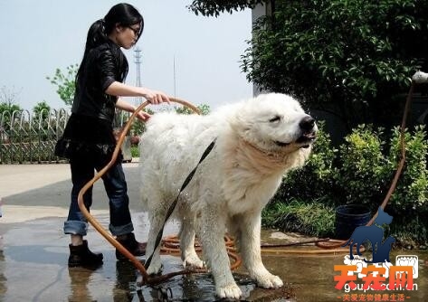 给大白熊犬洗澡的方法步骤