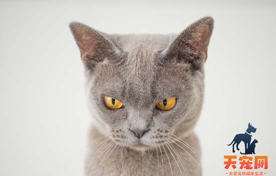 小猫眼睛上有眼屎导致眼睛睁不开用什么药