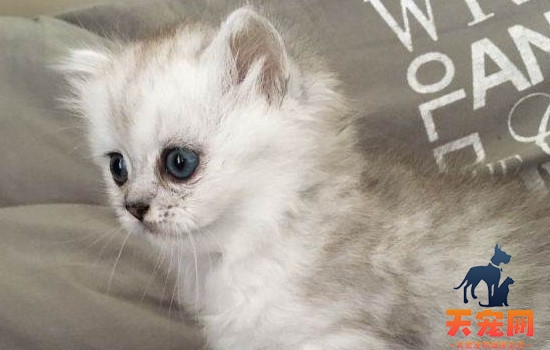 灰白色猫咪是什么品种