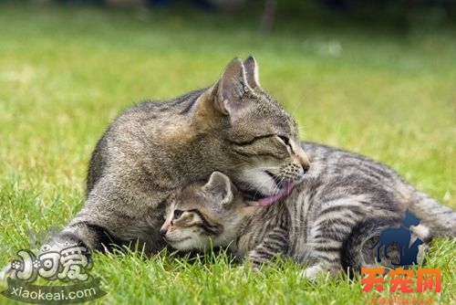热带草原猫怎么训练 热带草原猫训练技巧