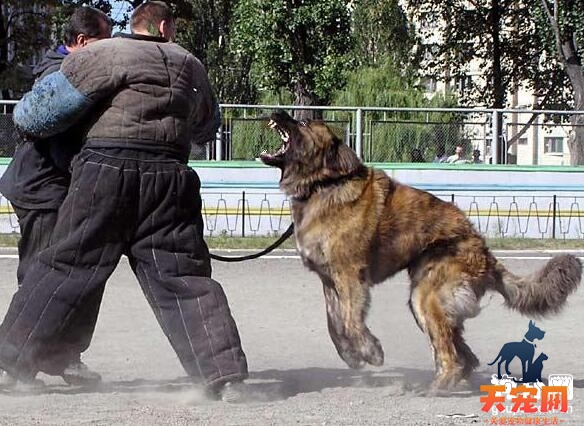 【高加索犬寿命】高加索犬能活多少年