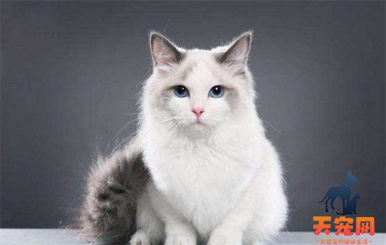 ​区分猫蓝眼和蓝膜的区别