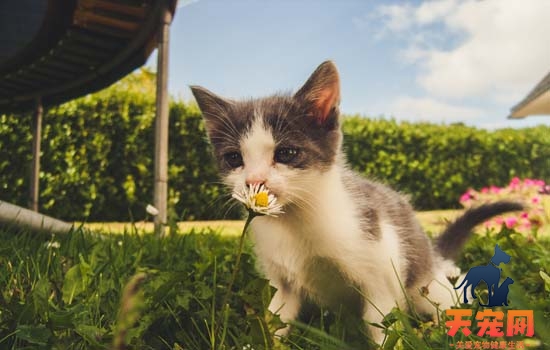 幼猫感染猫鼻支怎么办 幼猫感染猫鼻支的解决办法