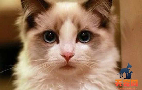 猫一直呕吐是什么原因 呕吐也分急性和慢性哦