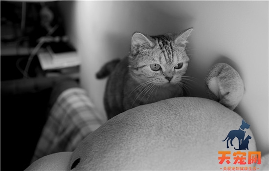 猫早产小猫能活吗 人工喂养也不比母乳差哦！