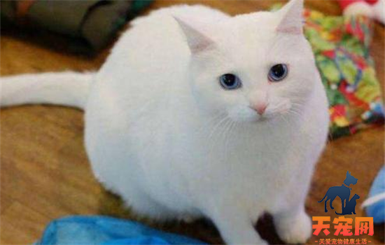 ​全白的猫是什么猫