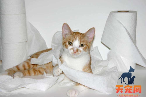 猫为什么喜欢吃餐巾纸 猫为什么会喜欢吃卫生纸怎么办