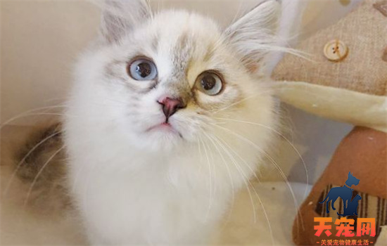 ​家里没有猫沐浴露怎么洗