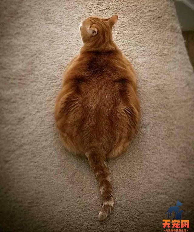 橘猫为什么都很胖 橘猫为什么都那么容易吃胖