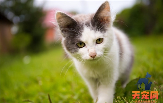 猫咪的年龄要怎么看 可以从这三方面推断猫咪的年龄