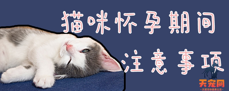 猫咪怀孕期间注意事项