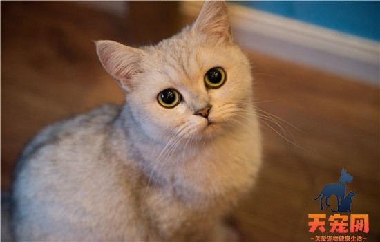 小猫满月后猫妈妈为什么咬小猫