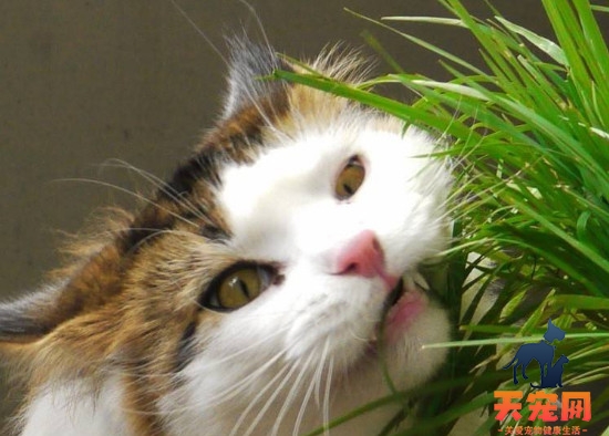 猫咪几个月可以吃猫草 猫咪6个月可以吃猫草
