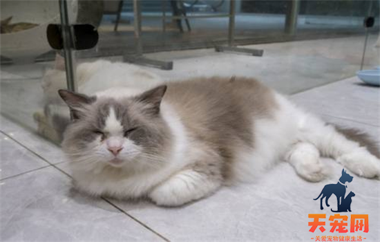 ​布偶猫为什么这么喜欢人