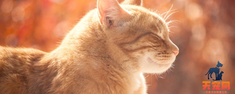 猫咪受伤流血处理方法 如何正确消毒包扎?