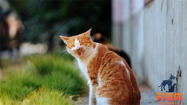 橘猫为什么没有母猫 橘猫为什么很少母的