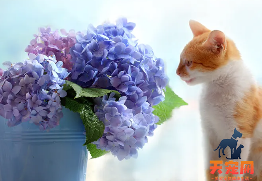 绣球花对猫有毒吗
