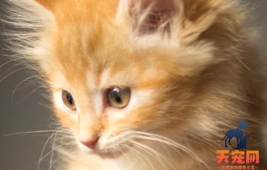 为什么猫喜欢猫薄荷