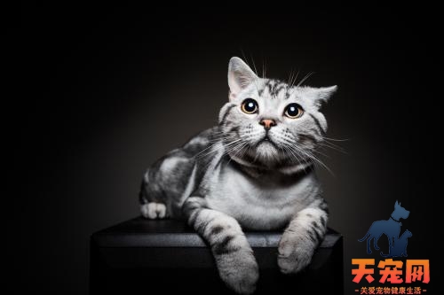 美短猫为什么养不胖 丰富猫咪的食物