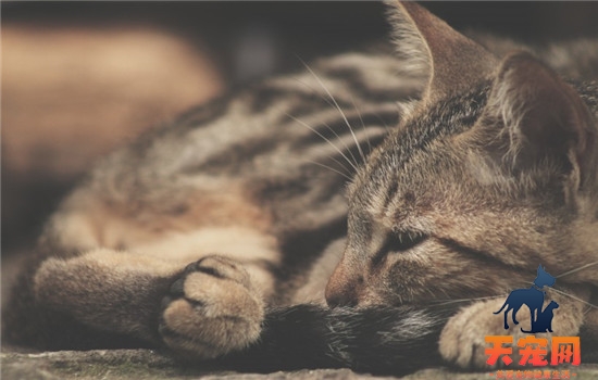 猫为什么会捂着脸睡 猫咪捂着脸睡是因为害羞吗