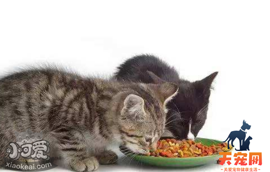 猫喜欢偷吃东西怎么办 该如何教育
