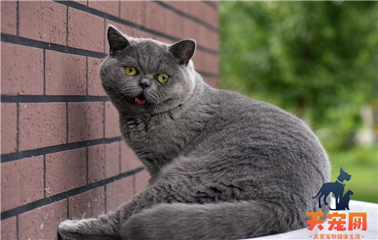 猫总是抓耳朵是怎么回事 铲屎官们要注意耳螨哦！