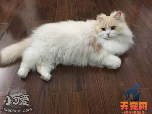 如何训练英国长毛猫不咬人 英国长毛猫不咬人训练方法