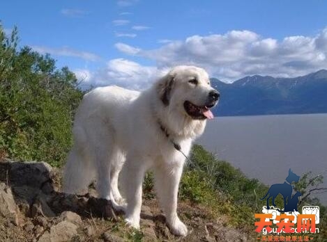 【大白熊聪明吗】大白熊犬智商排名多少