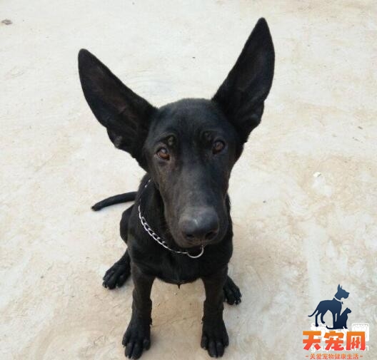 黑狼犬害怕打雷声怎么办