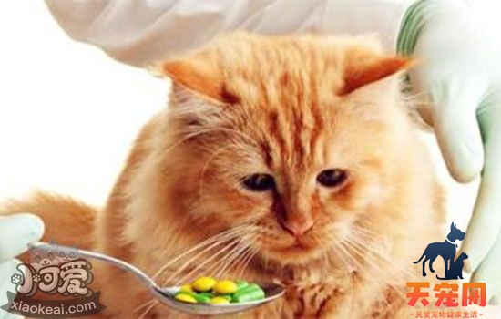 猫发情吃什么药管用 随意用药小心得不偿失