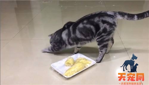猫能吃榴莲吗为什么