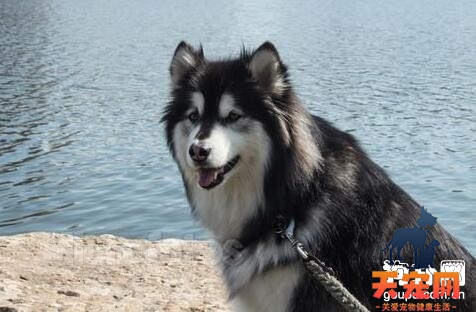 去除阿拉斯加犬身上跳骚的方法