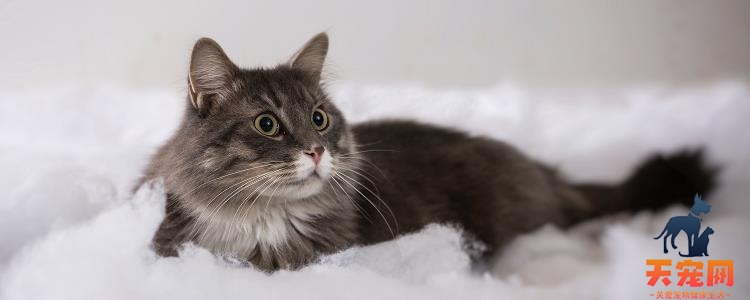 猫咪的胡须有什么作用