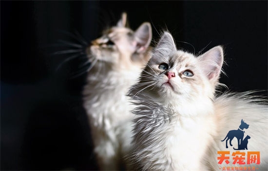 猫咪尿闭什么症状