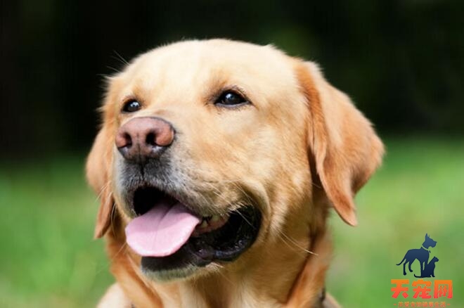 拉布拉多犬每天喂多少狗粮合适