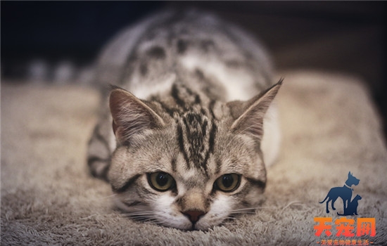 母猫绝育后性格会变吗 母猫绝育后怎么做