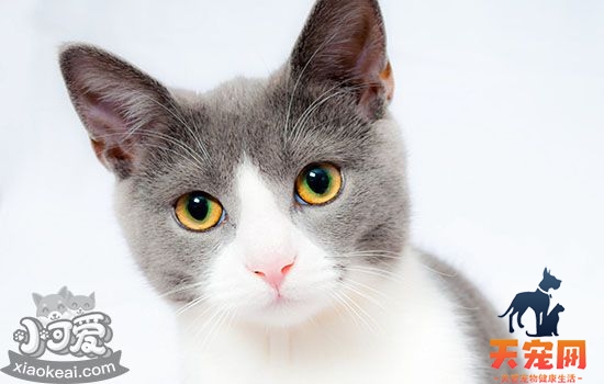 猫得猫瘟的症状