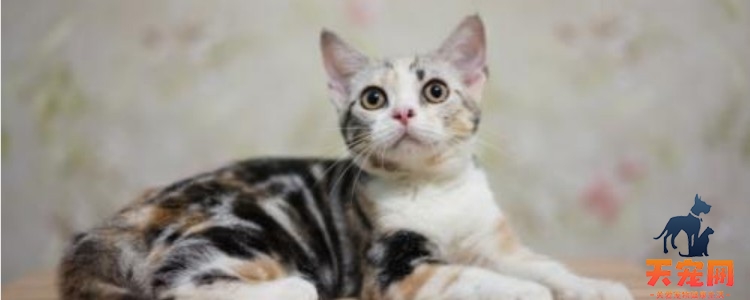 猫咪呜呜叫是什么意思 意思绝对不止是一种！