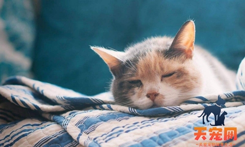 猫鼻支和猫感冒怎么区分 二者区分技巧