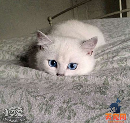 猫咪角膜炎用什么药 猫咪角膜炎用药介绍