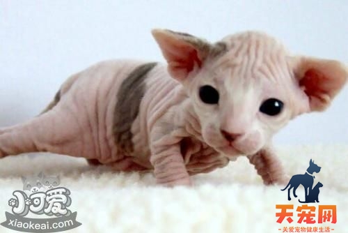 怎么训练加拿大无毛猫不咬人 斯芬克斯猫咬人解决办法