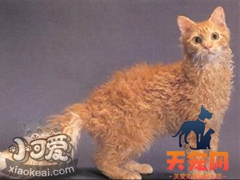 拉邦猫发烧怎么治疗 拉邦猫发烧治疗方法