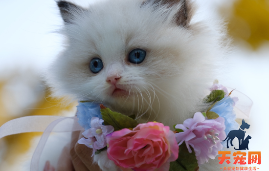 世界上最漂亮的猫