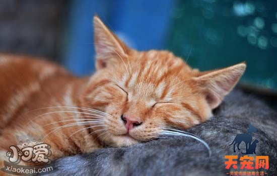 猫喜欢在床上睡觉怎么办 如何让猫养成良好习惯