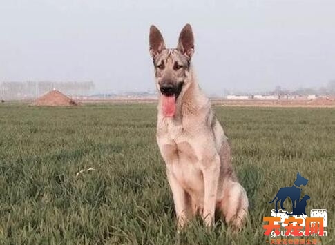 狼青犬喜欢舔人怎么办